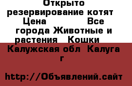 Открыто резервирование котят › Цена ­ 15 000 - Все города Животные и растения » Кошки   . Калужская обл.,Калуга г.